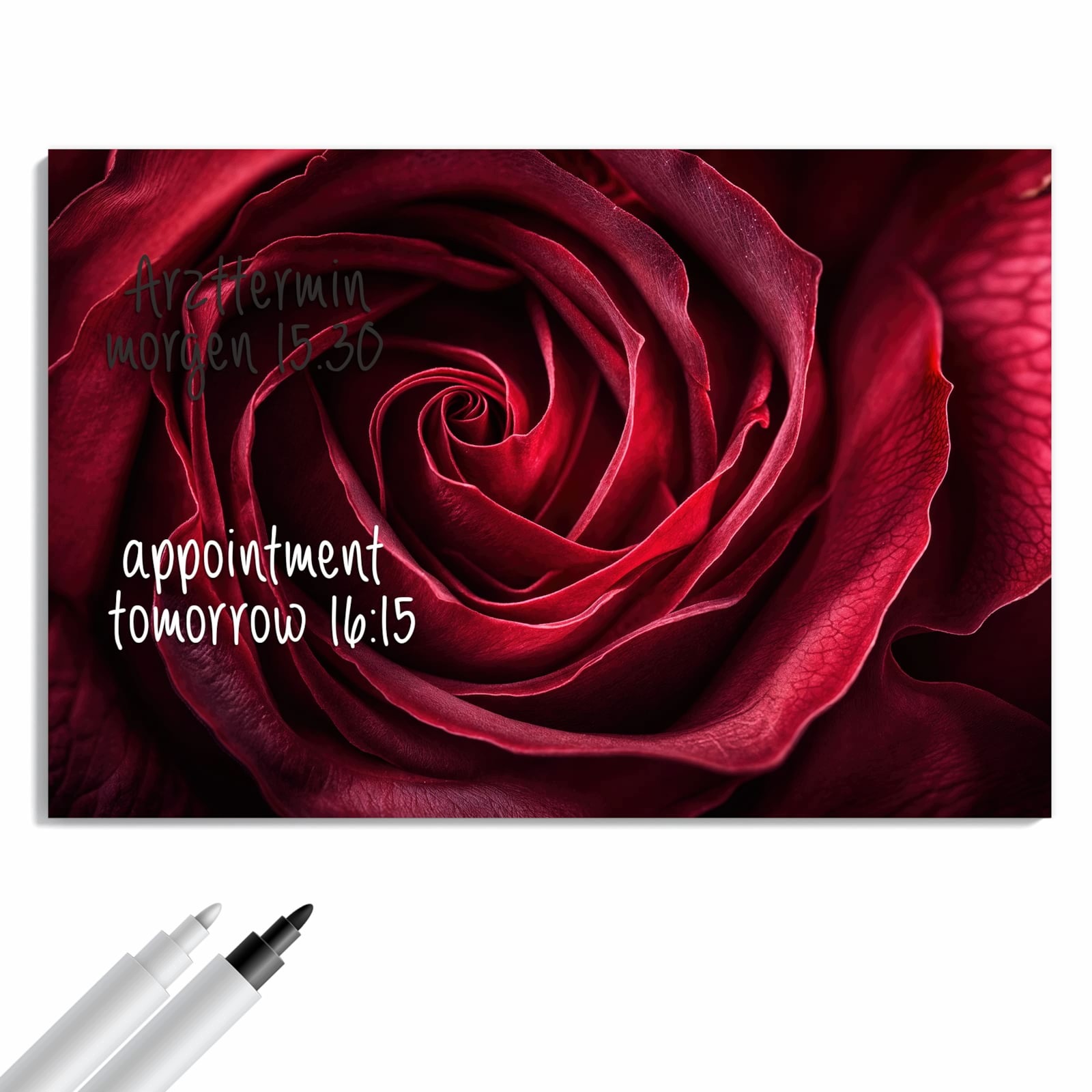 Magnetická tabule – obraz na zeď Růže fotografie makro | 60 × 40 cm