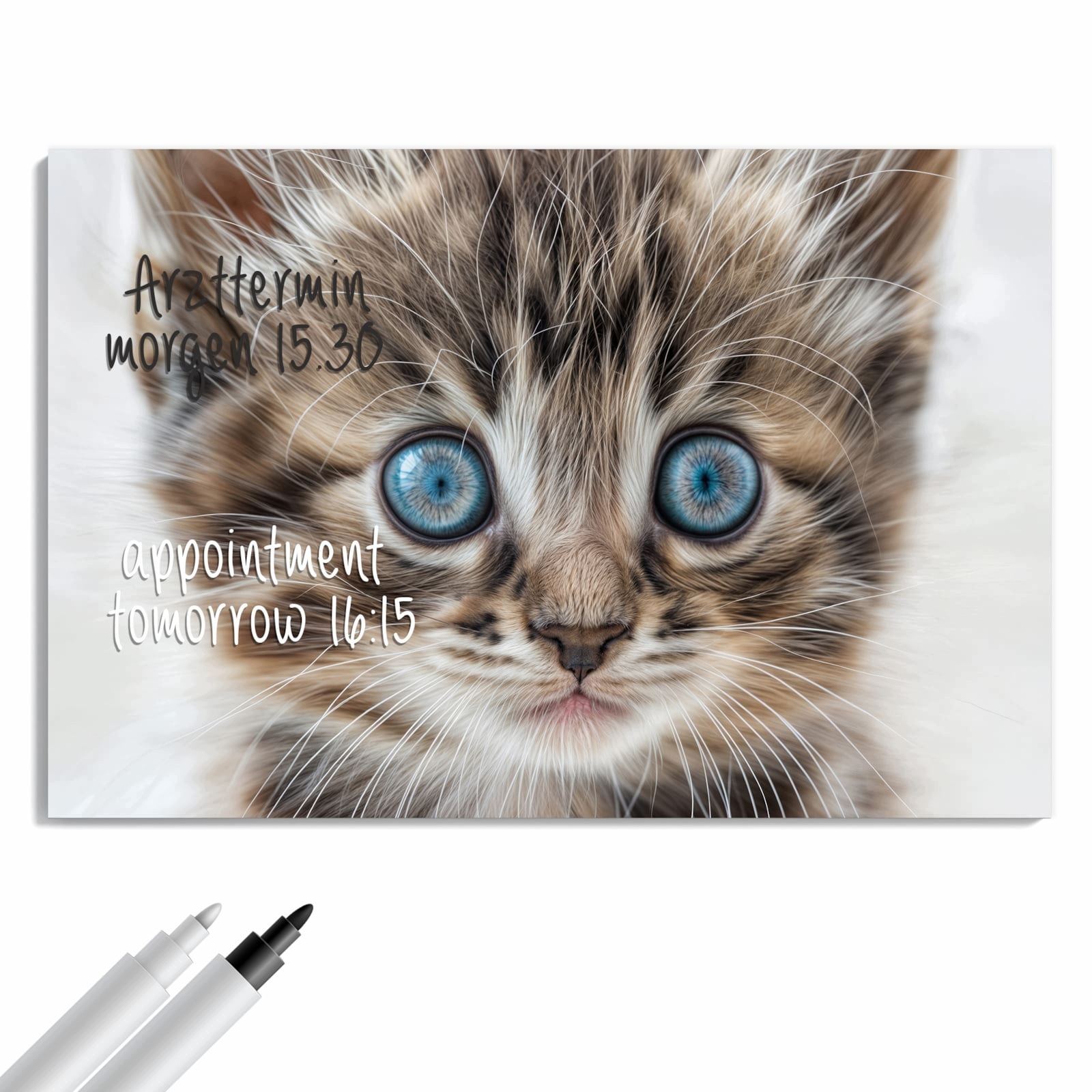 Magnetická tabule – obraz na zeď Modrooké koťátko | 60 × 40 cm