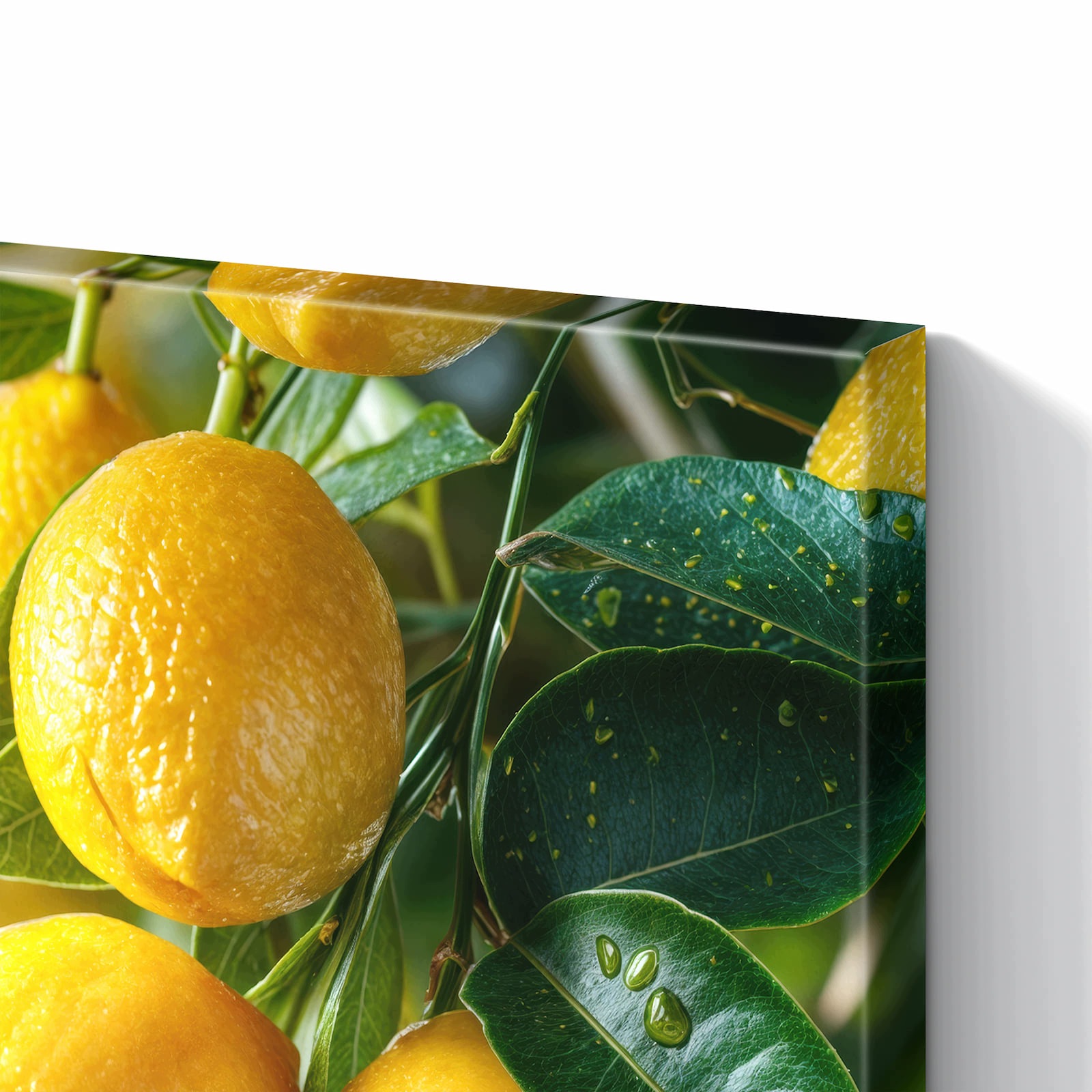 Magnetická tabule – obraz na zeď Citronový keř | 60 × 40 cm