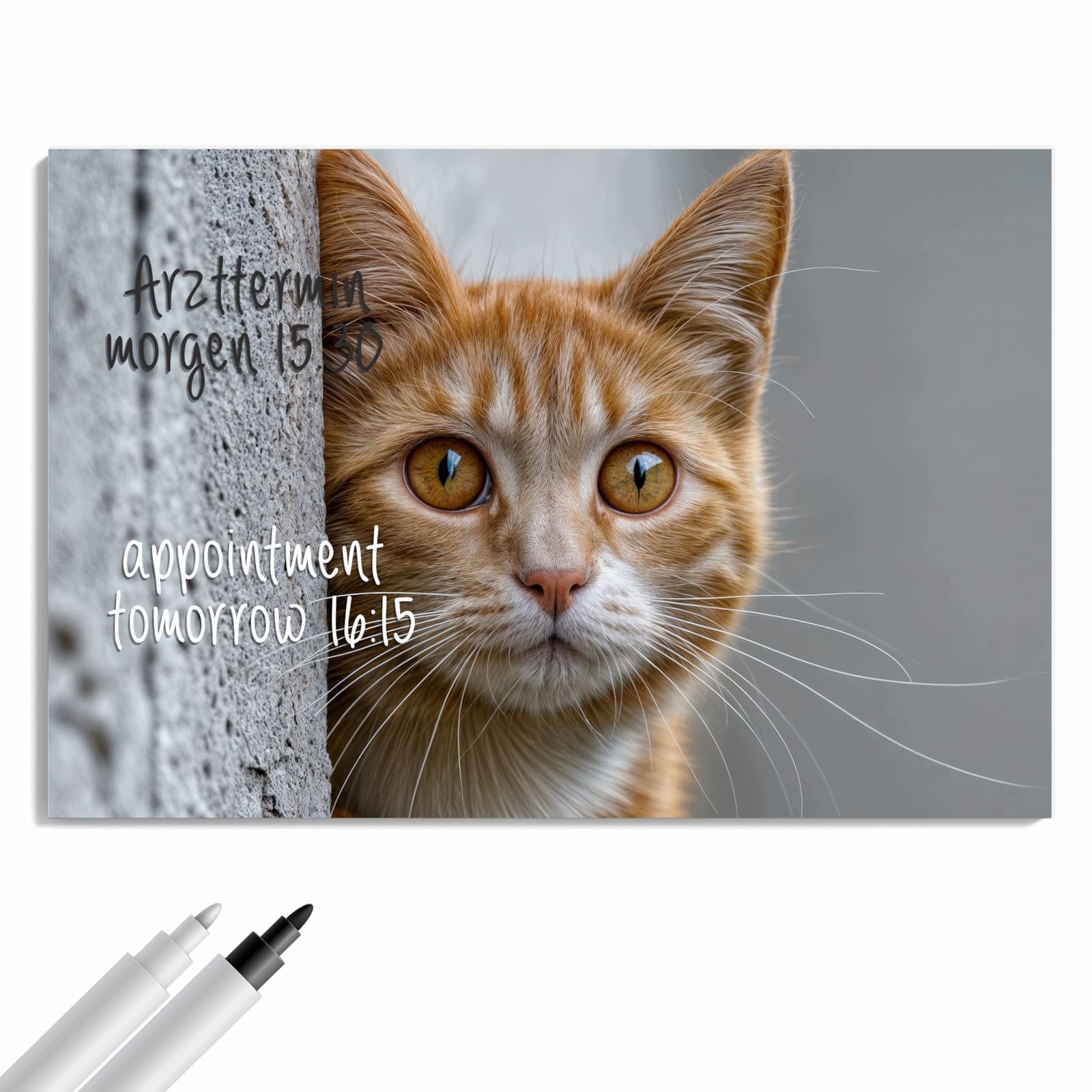 Magnetická tabule – obraz na zeď Zvědavá kočka | 60 × 40 cm