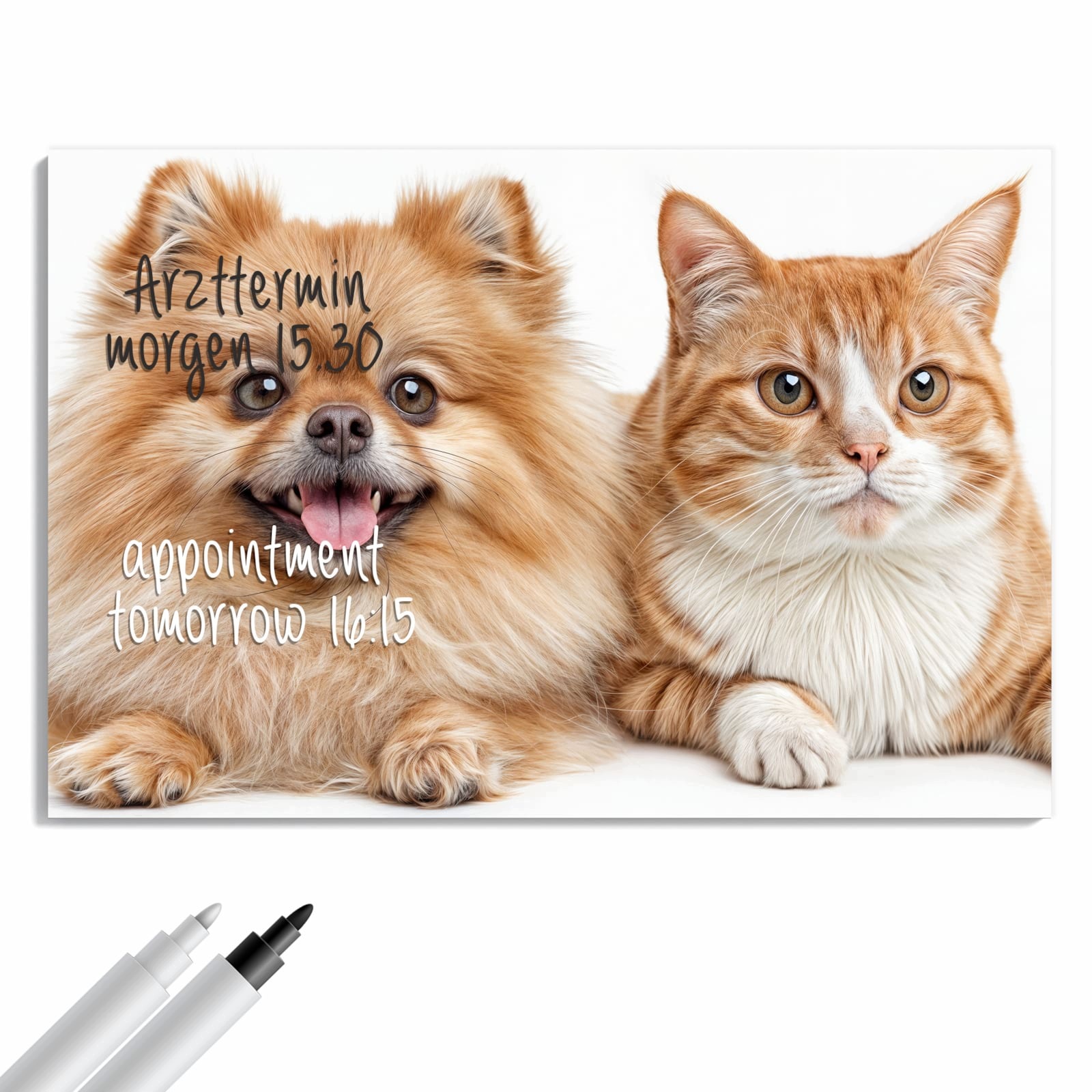 Magnetická tabule – obraz na zeď Pes a kočka | 90 × 60 cm