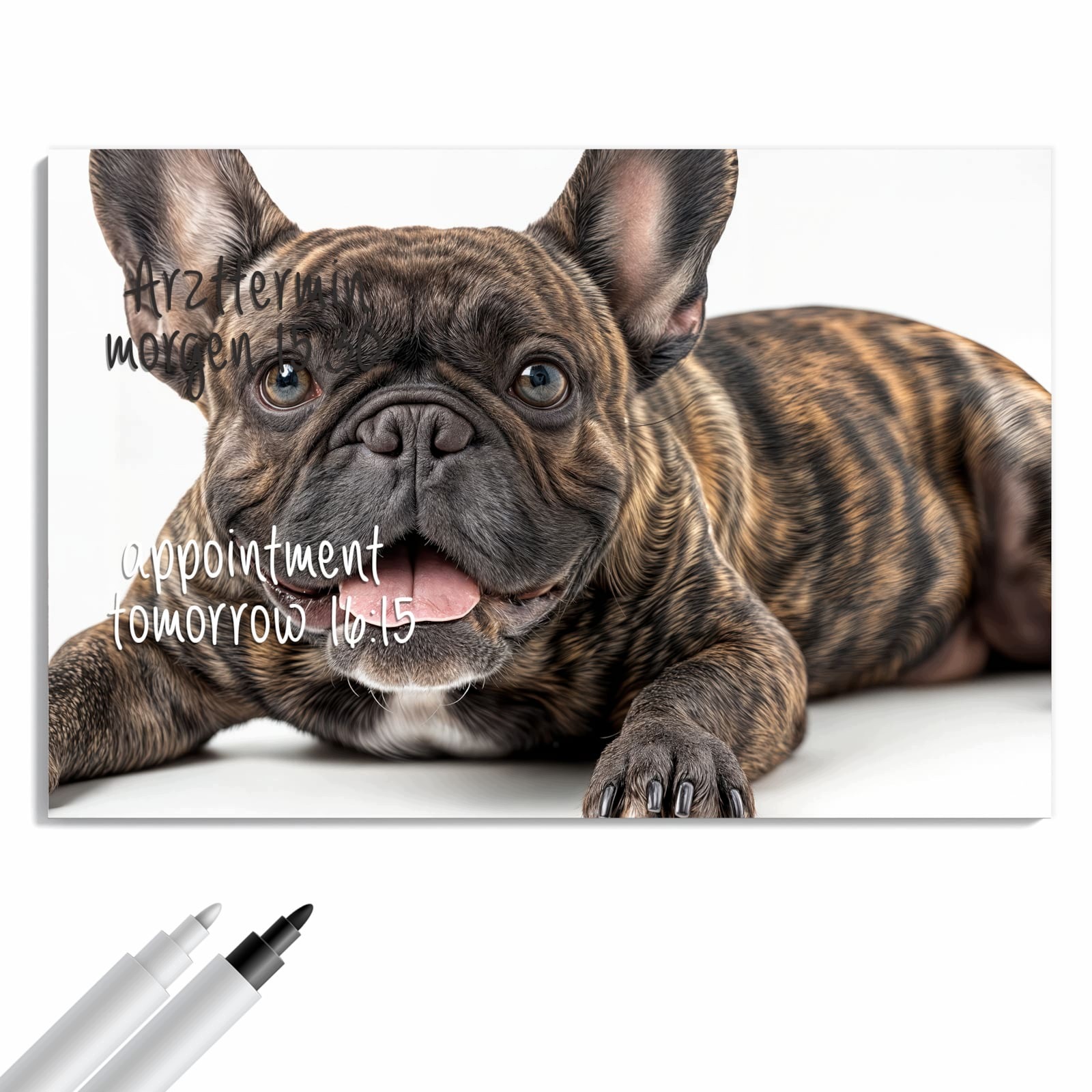 Magnetická tabule – obraz na zeď Portrét francouzského buldočka | 90 × 60 cm