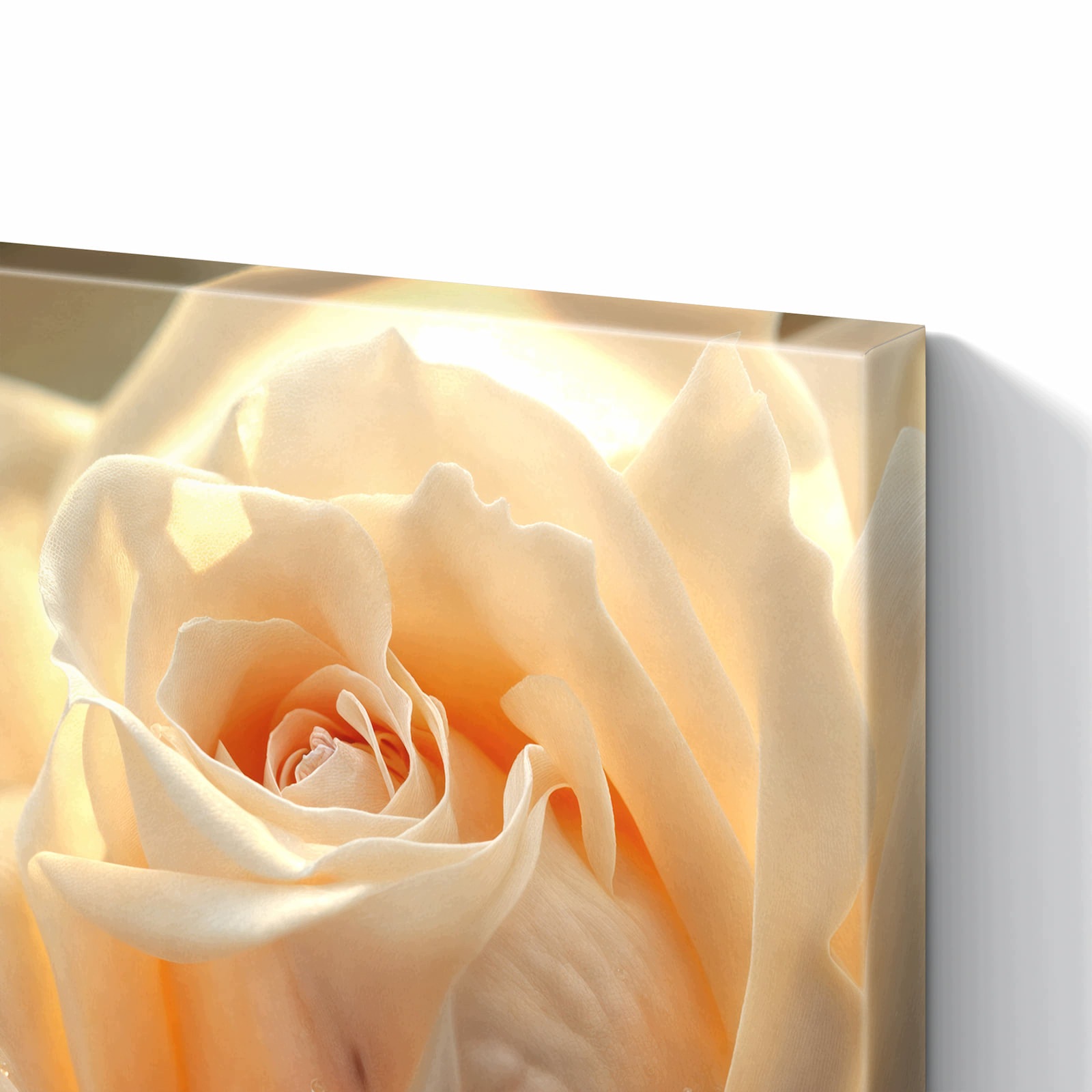 Magnetická tabule – obraz na zeď Elegantní růže – motiv 1 | 60 × 40 cm