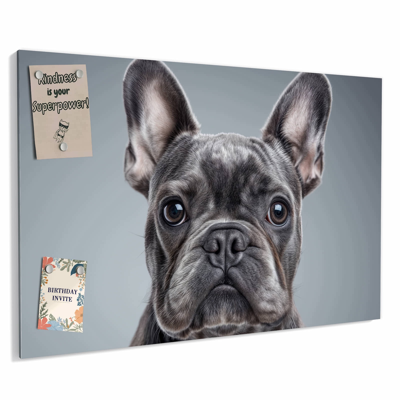 Magnetická tabule – obraz na zeď Francouzský buldoček – motiv 2 | 60 × 40 cm
